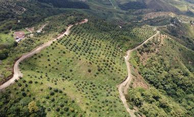 finca en venta en titiribí. Cod V11682