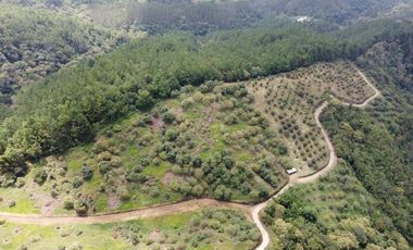 finca en venta en titiribí. Cod V11682