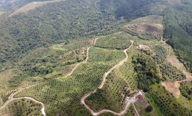 finca en venta en titiribí. Cod V11682