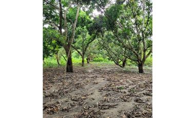 FINCA PARA VENTA DE 27 HECTAREAS EN CLEMENCIA, BOLVAR