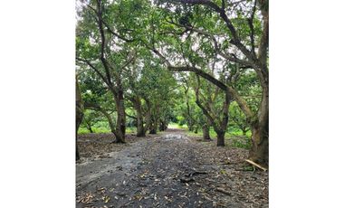 FINCA PARA VENTA DE 27 HECTAREAS EN CLEMENCIA, BOLVAR