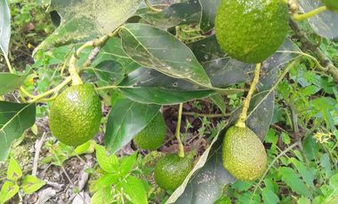 finca en venta en pacho. Cod V4150