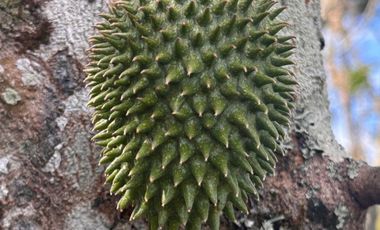 finca en venta en colombia / cundinamarca / guaduas /  verede la cum. Cod V9499332
