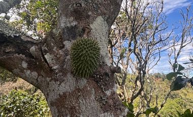 finca en venta en colombia / cundinamarca / guaduas /  verede la cum. Cod V9499332