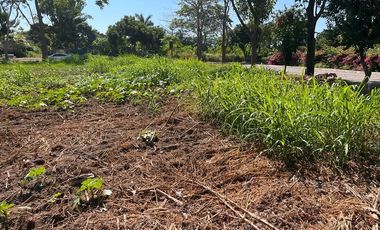 VENTA TERRENO LA CEIBA MANZANILLO