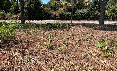 VENTA TERRENO LA CEIBA MANZANILLO