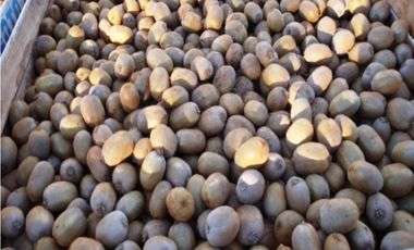 Establecimiento para producción de Kiwi. Ruta 226. El Coyunco.