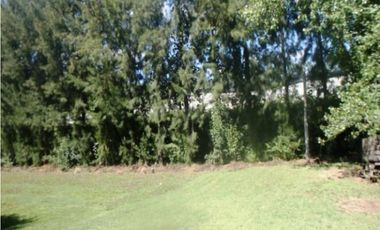 Establecimiento para producción de Kiwi. Ruta 226. El Coyunco.