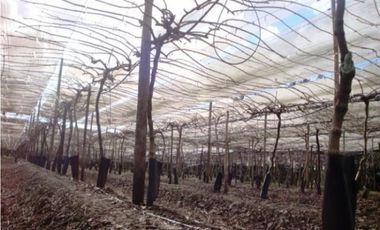 Establecimiento para producción de Kiwi. Ruta 226. El Coyunco.