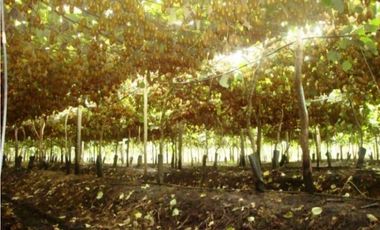 Establecimiento para producción de Kiwi. Ruta 226. El Coyunco.