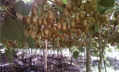 Establecimiento para producción de Kiwi. Ruta 226. El Coyunco.