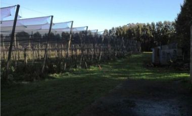 Establecimiento para producción de Kiwi. Ruta 226. El Coyunco.