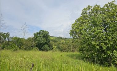 Se Vende Finca de 250 Hectáreas en Veraguas