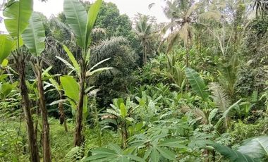 Land for sale with jungle view near the Novotel Ubud Resort Suite Hotel