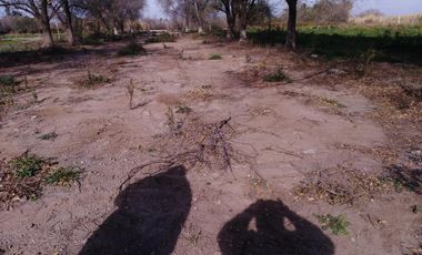 Quinta - Guiñazu