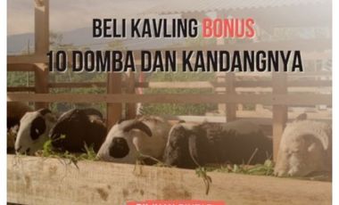 Tanah Kavling Peternakan Domba Ciwidey Kab Bandung