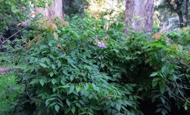 CASA QUINTA EN VENTA GENERAL RODRIGUEZ B PARQUE ORENSE REF.BR68B PICCARDO