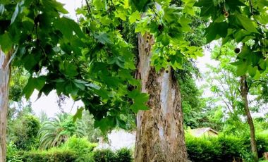 CASA QUINTA EN VENTA GENERAL RODRIGUEZ B PARQUE ORENSE REF.BR68B PICCARDO