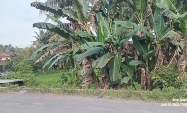 Tanah Sawah Produktif Lokasi Strategis Dekat Jalan Raya Yogyakarta - Magelang
