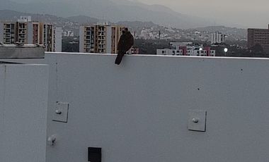 apartamento en arriendo en prados del este. Cod A11198