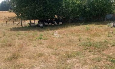 Agrícola en Venta en COD35635 Parcela Orilla camino Asfalto sobre ruta Temuco a Cunco