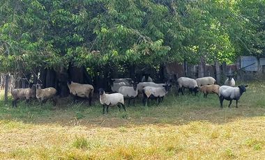 Agrícola en Venta en COD35635 Parcela Orilla camino Asfalto sobre ruta Temuco a Cunco