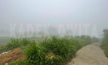 Tanah kebun candi kuning bedugul dkt the blooms garden the silas