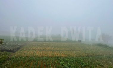Tanah kebun candi kuning bedugul dkt the blooms garden the silas