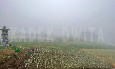 Tanah kebun candi kuning bedugul dkt the blooms garden the silas