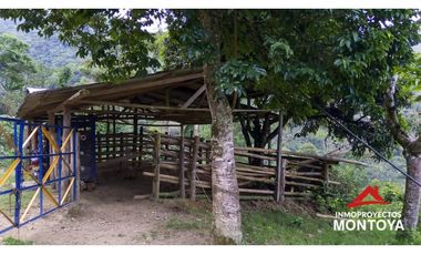 Finca ganadera y cafetera en Balboa, Risaralda