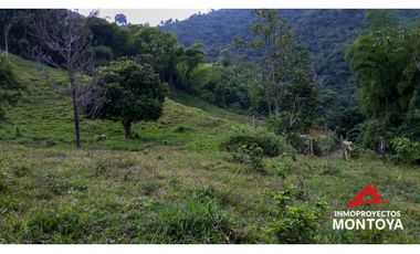 Finca ganadera y cafetera en Balboa, Risaralda