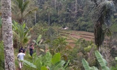 Dijual Tanah 3,9 Hektar Di Payangan Ubud Sebelah Hotel Anatara Resort