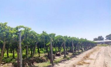 VENTA DE FINCA 24,5 HAS EN BUEN ORDEN, SAN MARTN, MENDOZA.