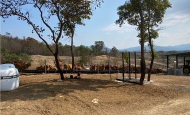RANCHO EN EXPLOTACIÓN EN EL KM 29 OCOzOCOAUTLA - VILLAFLORES