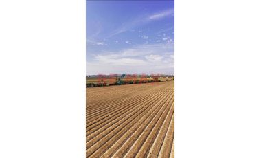 Oportunidad Agrícola En San Vicente De Cañete – Proyecto Mamala 🚜🌱