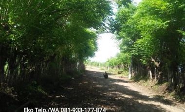 Dijual Cepat Tanah Tambak 150 hektar Lombok Utara