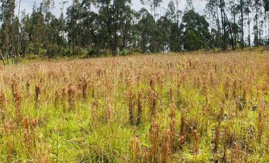 Terreno en venta, sector Solano, Azuay