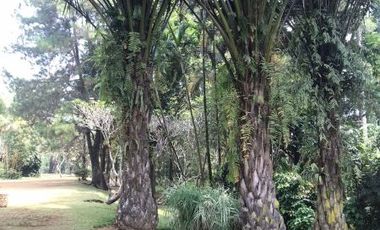 Tanah Komersil  di Jl Raya Puncak Bogor - Harga Cincai