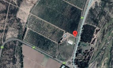 Campo/Finca en venta - Plantación Olivos - Mendoza
