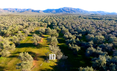4.66 HA.CARRETERA AGUA, LUZ  EN LA ZONA DE SASSI DEL VALLE