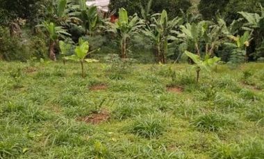 BU CEPAT tanah bekas budidaya jamur di bandung barat