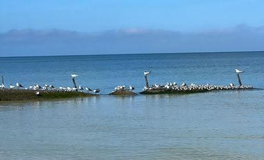 Departamento frente al  mar con club de playa, areas verdes y amenidades, en pre