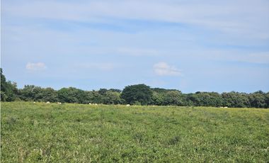 Se Vende Finca de 341 hectáreas en Antón