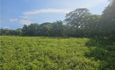 Se Vende Finca de 341 hectáreas en Antón