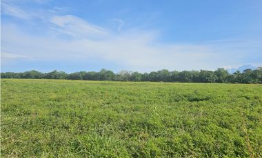 Se Vende Finca de 341 hectáreas en Antón