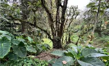 Venta de Finca en Santa Elena sector vereda el Plan