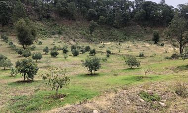 HUERTA DE AGUACATE EN VENTA EN MORELIA