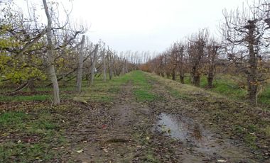 CHACRA EN VENTA - 9.15 HECT - GUERRICO - RIO NEGRO