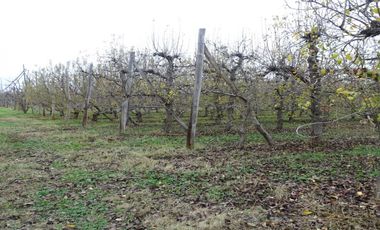 CHACRA EN VENTA - 9.15 HECT - GUERRICO - RIO NEGRO