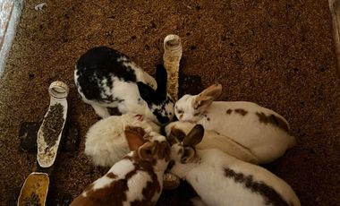 finca en arriendo en la florida. Cod A7292486